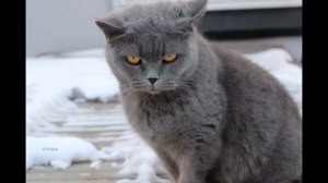 Шартрез, или картезианская кошка (Chartreux cat) породы кошек( Slide show)!