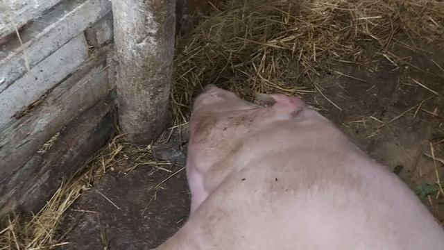 Колбаска самая ручная свинка)))) смотреть онлайн