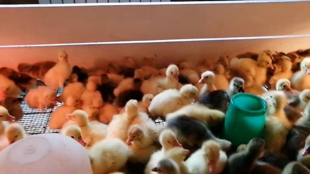Вывод гусят! Секреты инкубации!
