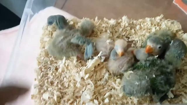 Долгожданное появление птенцов неразлучников.Размножение 2 часть. смотреть онлайн