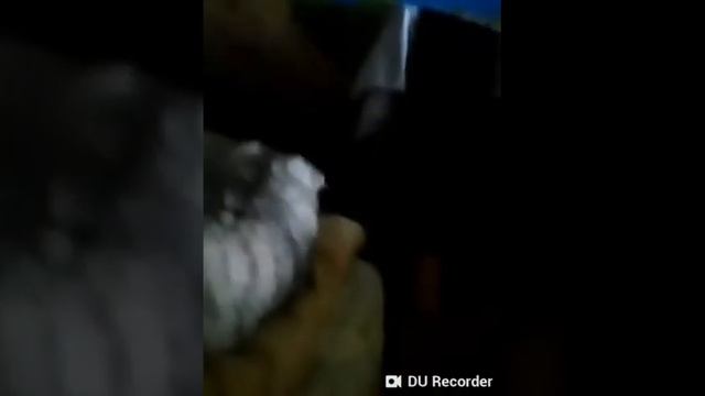 Шотландская кошечка веслоухой породы по имени буся смотреть онлайн