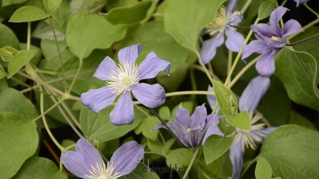 Clématite integrifolia Arabella by clematite.net - Spécialiste des plantes de jardin смотреть онлайн