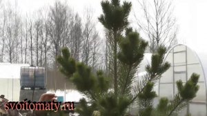 Превращаем дикую сосну в декоративную