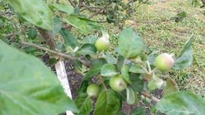 Купили дачу  / Обзор дома в деревне (часть 2)