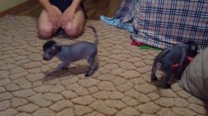 Щенки Ксоло, питомник RND HAIRLESS.