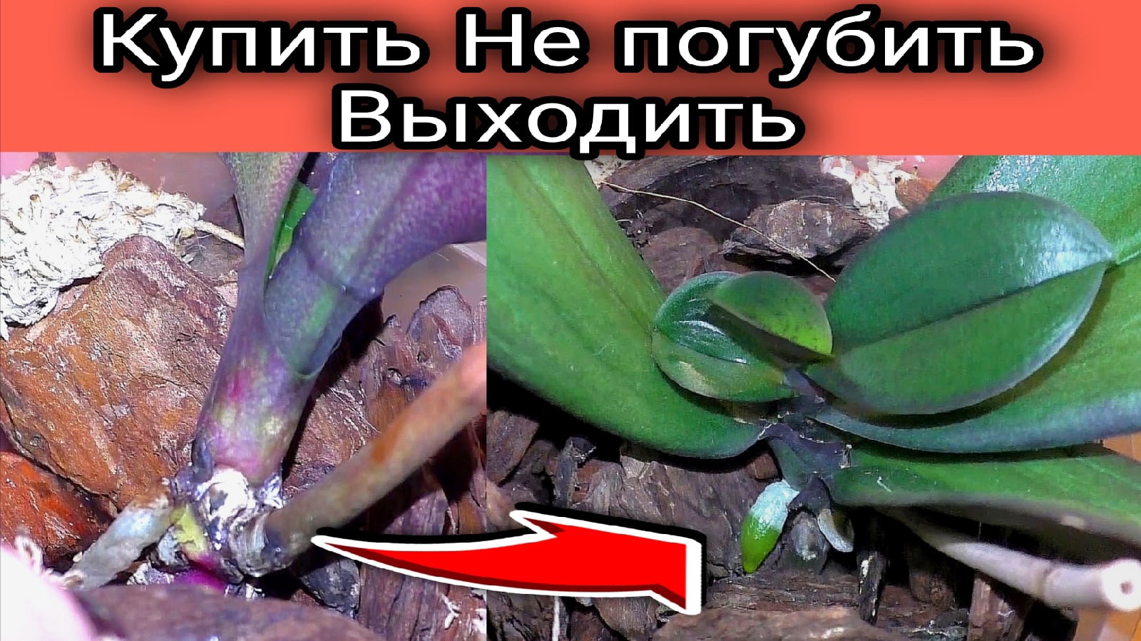 Орхидея умирает