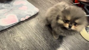 Мраморные щенки ШПИЦА. Обзор семейки ШПИЦ МЕРЛЕ. У нас можно купить щенки Мраморного шпица Мерле.