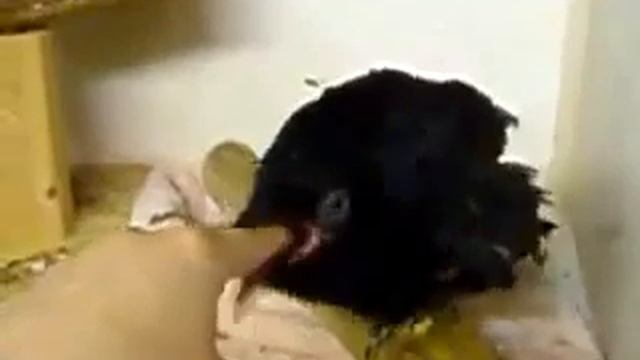 Самое смешное видео про ворону!!! смотреть онлайн