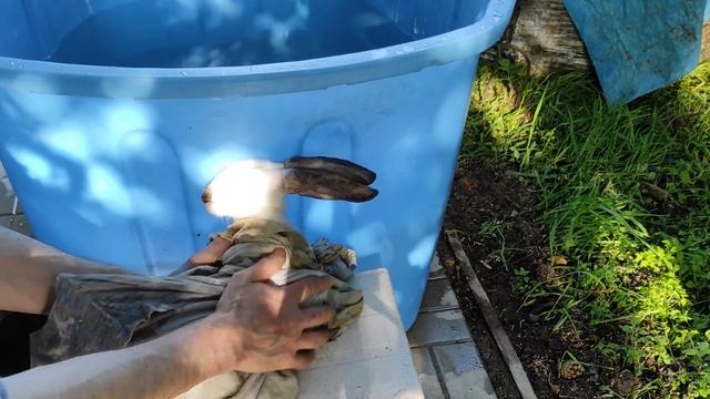 Умеет ли кролик плавать? смотреть онлайн