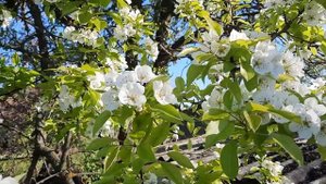 Стихотворение Саши Чёрного «Больному»