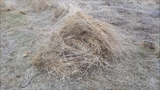 Бесплатная подстилка животным. Дикая солома, сбор.