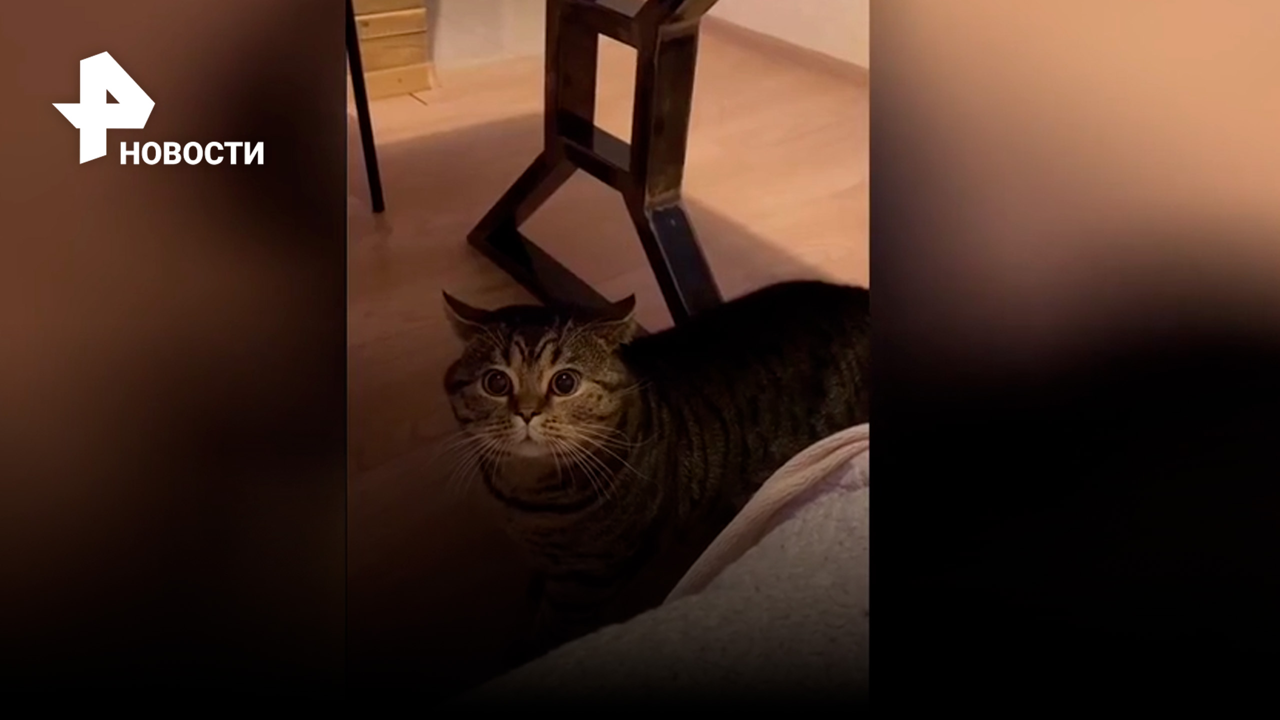 "Накорми!" Кот выпрашивает еду человеческим языком / РЕН Новости