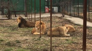 Львы - самые ленивые кошки! Lions are the laziest cats!