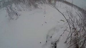 Веймаранер на охоте. Жасмин ловит и приносит птицу. 6 мес