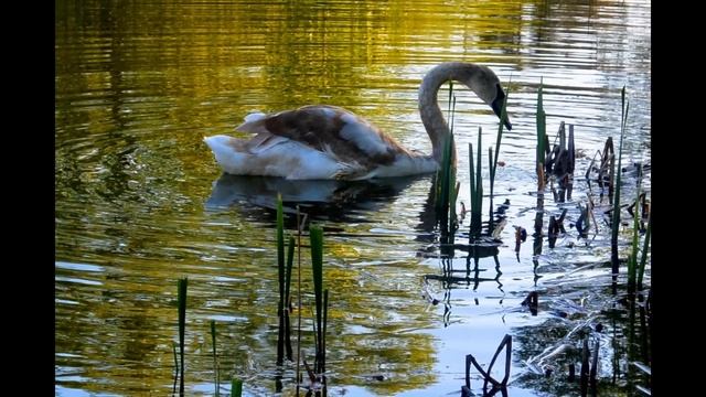 Изваяние природы смотреть онлайн
