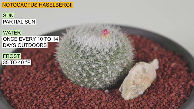 Notocactus haselbergii смотреть онлайн