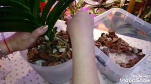 Орхидея Ванда - 2 | Посадка в Горшок с Автополивом | V. Robert Deligcht Black