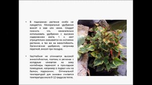 ХАУТТЮЙНИЯ