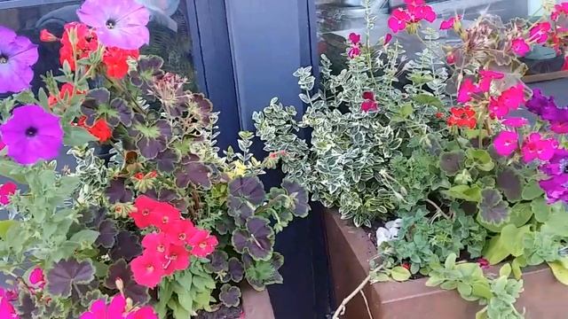 Красива квіткова композиція біля кафе Flowers front garden frontage dooryard small front garden