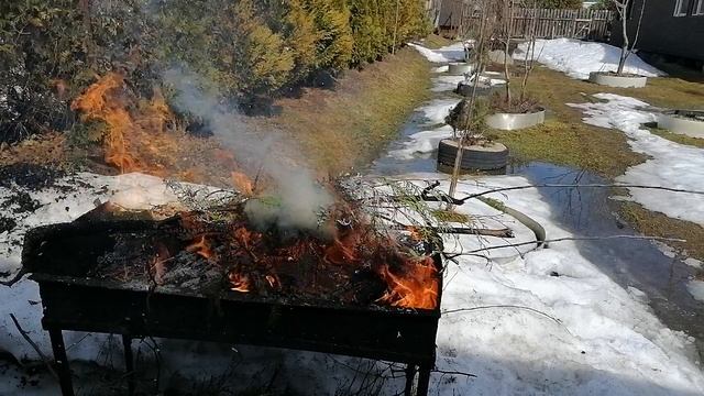 Сжигаю еловый лапник, снятый с клематисов и роз. Нужна зола для подкормки пионов. Апрель 2022