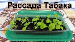 Обзор Рассады курительного Табака.