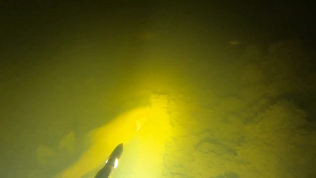 Lielupe 06.092019. Сентябрь начался с рыбой. Судак, линь, окунь, сом, щука в кадре. смотреть онлайн