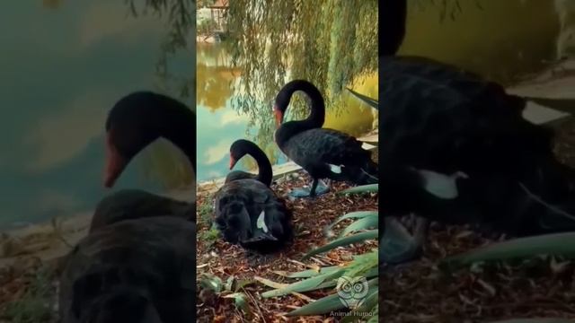Черные лебеди