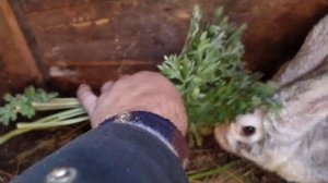 Лечебная трава для кроликов!!! 100% средство от паразитов и болезней!!! Видео о кролиководстве!!!