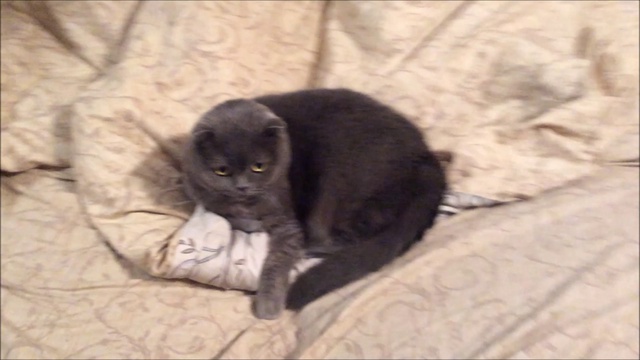 Злой кот