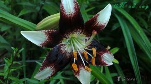 Нежные лилии дарят мечту*  Мой сад