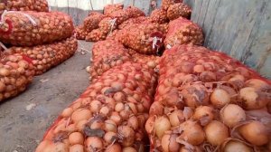 ШАНБЕ БОЗОР ТАРВУЗ НАРХЛАРИ МАРХАМАТ КАНАЛГА ОБУНА БУЛИШНИ УНИТМАНГ