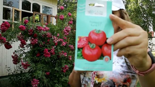 381_Самый ранний томат в Подмосковье в открытом грунте смотреть онлайн