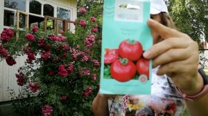 381_Самый ранний томат в Подмосковье в открытом грунте