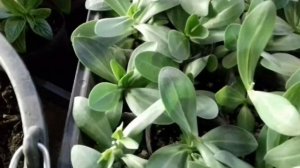 ЭУСТОМА. ВЕСЬ ПЕРИОД ВЫРАЩИВАНИЯ. ОТ ПОСЕВА В ДОМАШНИХ УСЛОВИЯХ И ДО ЦВЕТЕНИЯ В ОТКРЫТОМ ГРУНТЕ.