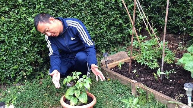 Amazing Mustard Greens Cultivation | RAYO SAAG | June Garden Tour with GREAT Tips | Nepali Garden U смотреть онлайн