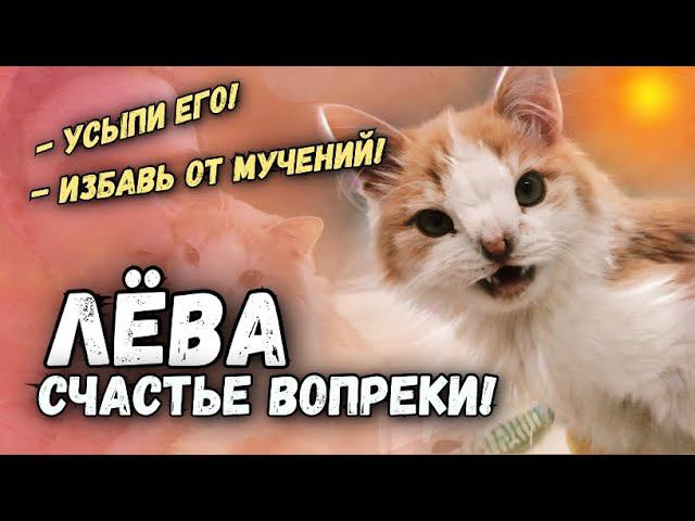 Необычного котенка - инвалида Левушку едва не загубили маргиналы. Что с ним сейчас?