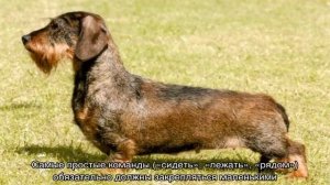 Жесткошерстная такса (кроличья): стандартная и миниатюрная