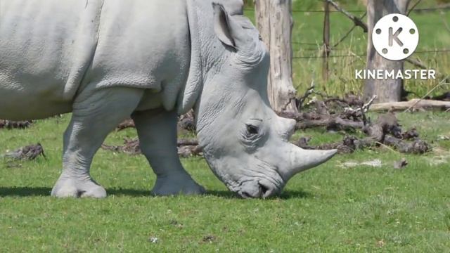 Учим животных на английском языке/ тигр/ носорог/ зебра/ касатка/ осел/ корова/ коза/ верблюд/ смотреть онлайн