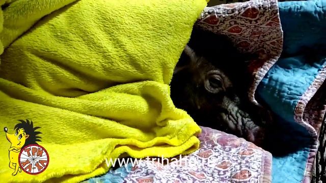 Кроватка мягче - сон слаще. Как спят минипиги. смотреть онлайн