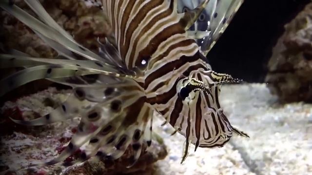 Самые Опасные Животные, с Которыми Лучше не Связываться смотреть онлайн