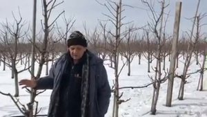 Обрезка интенсивного персикового сада