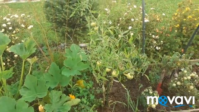 Гортензия Ванила фрейзи, Деймон Руж. Хозблок . Кабачки по собачьи смотреть онлайн