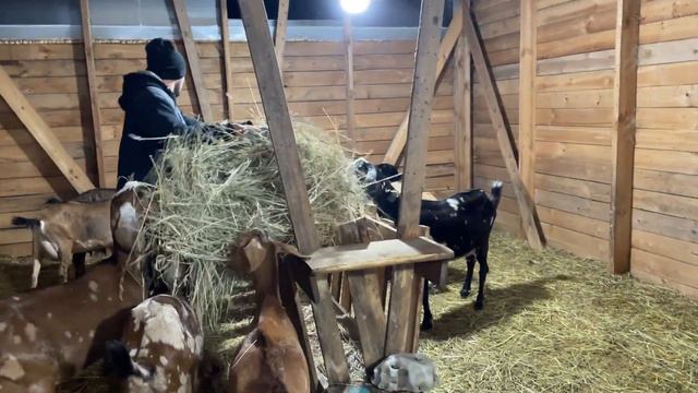 К НАМ ПРИЕХАЛИ ГОСТИ С ПОДАРКАМИ! ГОРОДСКИЕ В ДЕРЕВНЕ! НАША ФЕРМА! ЖИЗНЬ ПРОСТЫХ ЛЮДЕЙ В ДЕРЕВНЕ! смотреть онлайн