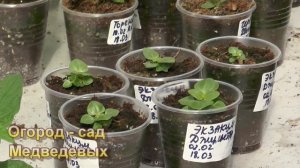 Очарование, красота и восторг - экзакум, от посева до цветения