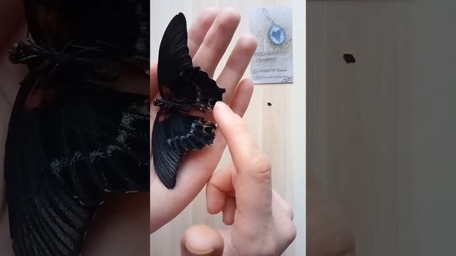 Бабочки, которые станут украшениями ;) смотреть онлайн