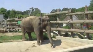 Buttonwood Park Zoo - Elephants