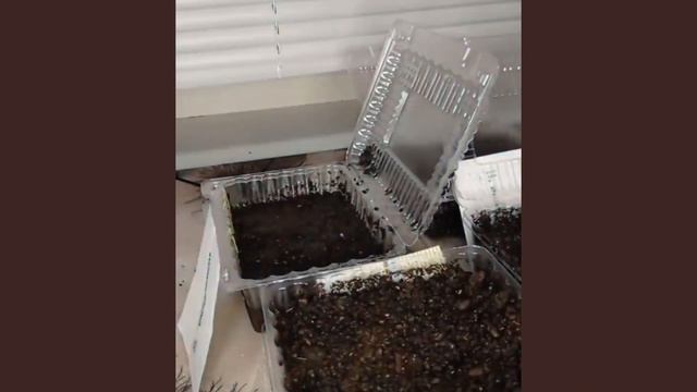 В гостях у дочи. Часть 2. Посев Лобелии. #вностяхудочи#часть2#посевлобелии# смотреть онлайн