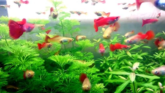 Гуппи красный блондин. смотреть онлайн