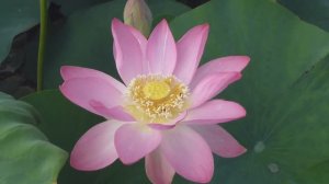 ЛОТОСОВЫЙ Рай, Лабинск, Краснодарский край 16.07.2022г.