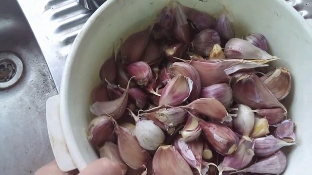 ГДЕ и КАК сажать ЧЕСНОК.04.10.23Г смотреть онлайн